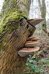 bracket funghi